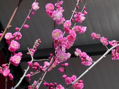-红螺寺