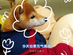 -逗柴咖啡屋·狗咖猫咖宠物桌游