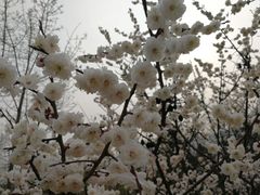 -北京鹫峰国家森林公园