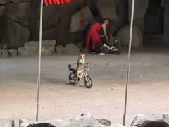 -南湾猴岛+椰田古寨一日游