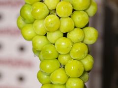 -西郊国际农产品交易中心