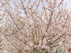-朝阳公园