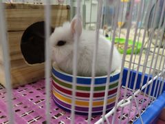 -钓仓鼠(洋桥北里小区店)
