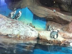 -海合安武汉极地海洋公园