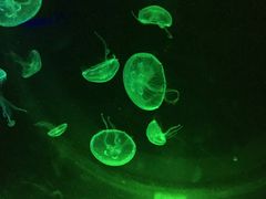 -暹罗海洋世界