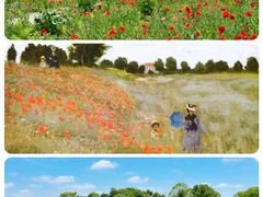 -花开海上生态园