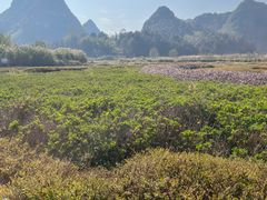 -靖西鹅泉风景区