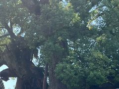 -新安江山水画廊风景区