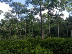-云溪植物园