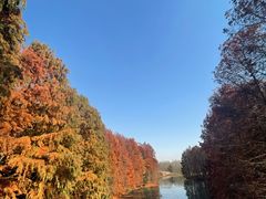 -上海海湾国家森林公园