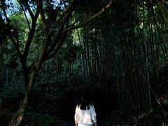 -大屏嶂森林公园