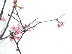 -天适樱花悠乐园
