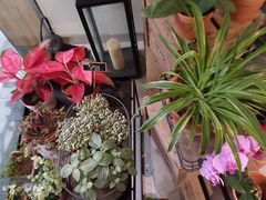 -植物学家的女儿(北马道巷店)