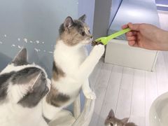 -喵的天空名猫咖啡馆·撸猫·猫舍·用品