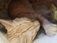 -藏猫猫咖啡主题馆(中央大道店)