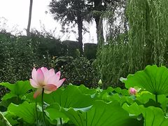 -桂湖森林公园