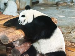 -海南热带野生动植物园