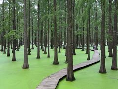 -渌洋湖湿地公园