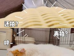 -Heymao猫咖.咖啡厅(东门店)