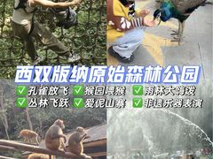 -西双版纳原始森林公园
