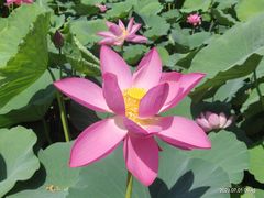 -莲花池公园