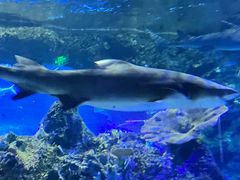 -江和美海洋公园