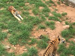 -西霞口神雕山野生动物世界