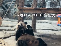 -武汉动物园