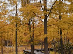-昆山城市生态森林公园