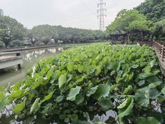 -光明港公园