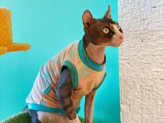 -猫在这儿猫咪咖啡馆·撸猫馆