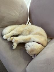 -B.Bridge Couture婚纱礼服(福田店)