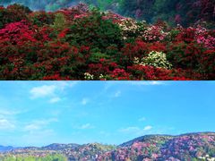 -贵州百里杜鹃风景名胜区