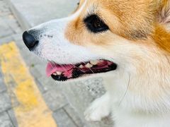 -瑞鹏宠物医院·骨科·猫科·内科(第一中心)