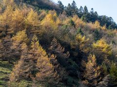 -武陵山森林公园