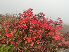 -梧桐山风景名胜区