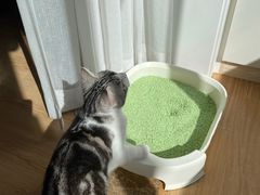 -Bastet sally猫舍购宠(静安店)