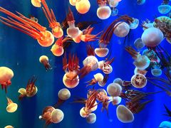 -成都浩海立方海洋公园