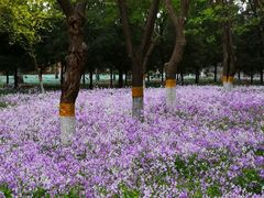 -东升八家郊野公园