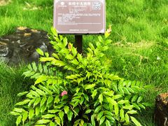 -广西壮族自治区药用植物园