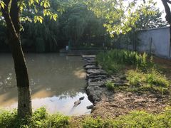 -中国扬子鳄村