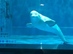 -芜湖新华联大白鲸海洋公园