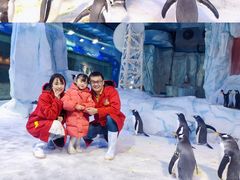 -芜湖新华联大白鲸海洋公园