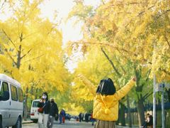 -三里屯东五街银杏大道