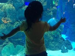 -芜湖新华联大白鲸海洋公园