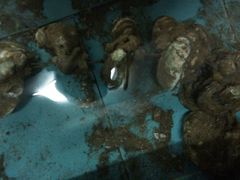 生蚝，即开即整，原汁原味-浪琴湾尾角仔海鲜坊