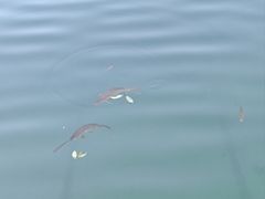 -武陵山森林公园