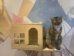 -滚猫咖啡·猫咖·猫友好撸猫(未来城店)