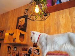 -名猫咖啡馆·撸猫·拼豆