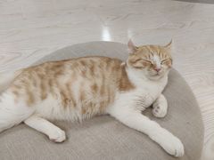 -猫和宫(六道口店)